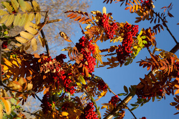 autumn leaves against blue sky