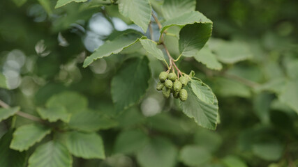 alder tree branch during late spring