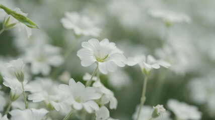 white Cerastium flowers close up