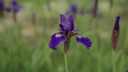 violet iris flowers in a garden closeup