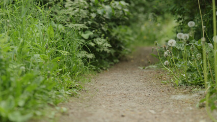 pathway in a park low angle