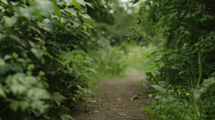 pathway in a park low angle