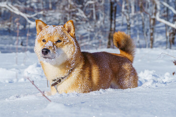 The Shiba Inu Japanese dog plays in the snow in winter.