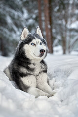Husky dog lying in the snow. Siberian husky with blue eyes in winter forest.