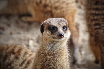 Erdmännchen - Meerkat