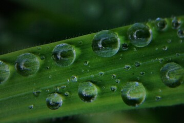 Regenteopfen - Raindrops