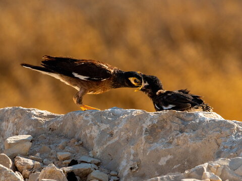Common myna feeding it's chick