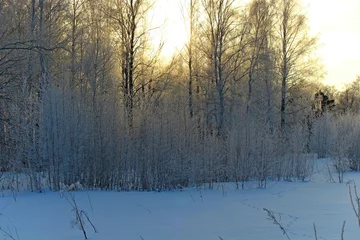 Foto auf Leinwand morning in the forest © Александр Косенков