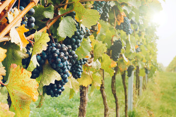 Red wine grapes in the vineyard during autumn