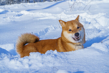 The Shiba Inu Japanese dog plays in the snow in winter.