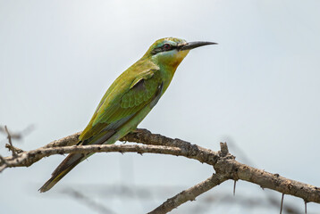 Blue-cheeked Bee-eater - Merops persicus, beautiful colored bird from African bushes and savannahs, Taita hills, Kenya.