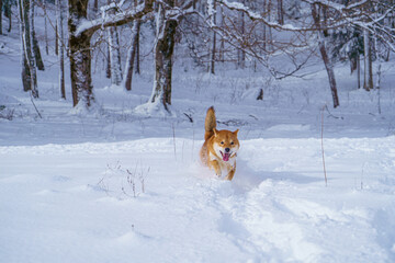 The Shiba Inu Japanese dog plays in the snow in winter.