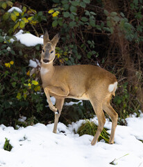 DEER IN THE WINTER FOREST