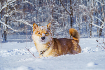 The Shiba Inu Japanese dog plays in the snow in winter.