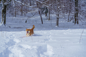 The Shiba Inu Japanese dog plays in the snow in winter.