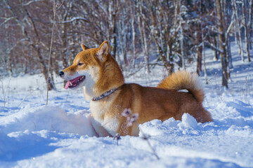 The Shiba Inu Japanese dog plays in the snow in winter.