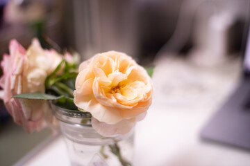 Blooming rose flowers in love concept.