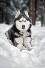 Siberian Husky dog in winter forest on snow