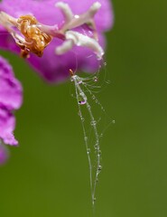 drops of dew on a flower