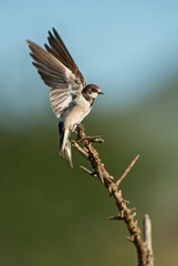 Banded Martin - Riparia cincta, beautiful fast bird from African bushes and savannahs, Taita hills, Kenya.