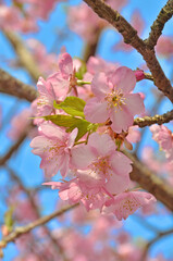 河津桜