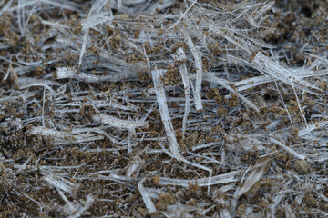 東京赤坂にある氷川神社の境内に霜柱ができた。