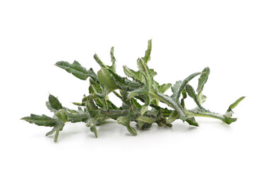 Green leaves of thistle.