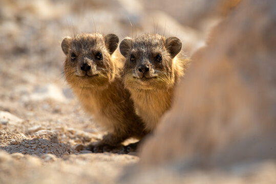 smiling hyrax