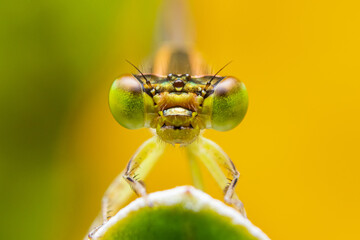 dragonfly on a leaf 