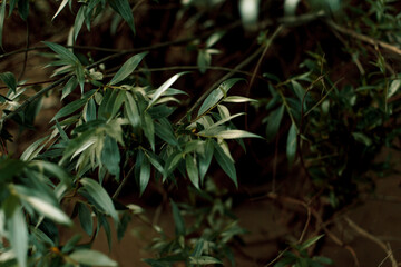 leaves in the forest