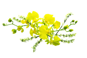 floral background of beautiful flowers