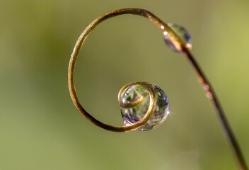 water drops on a blade of grass