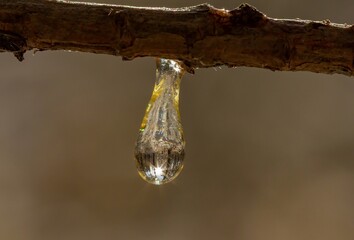 Fototapeta na wymiar drops of water on a tree