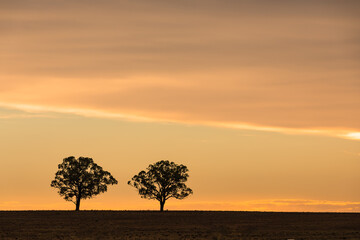 A pair of trees on a hill framed by a pastel sky at sunset. Outback Australia.