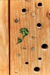 Insektenhotel oder Nisthilfe aus einem Buchenholzblock für Insekten im Garten, eine Blattschneiderbiene hat eine Niströhre mit grünen Blättern verschlossen.