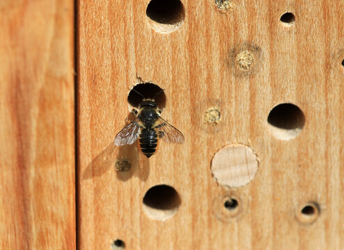 Insektenhotel oder Nisthilfe aus einem Buchenholzblock f&uuml;r Insekten im Garten, die teilweise schon von Bienen verschlossen wurden. Eine Blattschneiderbiene bringt ein Blatt in die Nistr&ouml;hre.