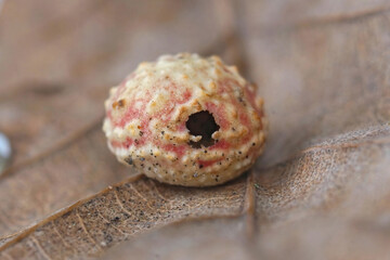 Closeup on the hatched egg of a common European gall wasp , Cynips longiventris , found on a fallen...