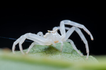 spider on a leaf