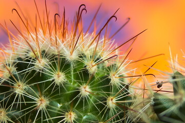 Cactus, green plant with spikes, macro photography.