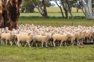 A flock of sheep around a gum tree grazing on grass on a country farm in rural New South Wales,...