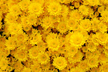 Background of colorful yellow chrysanthemums in the garden