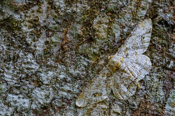 Butterfly on the bark background