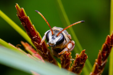 bug on a green leaf