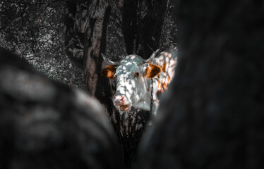 contrast cow in the woods scared