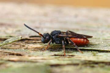 Closeup of a full red colored Fabricious' Nomad bee , Nomada fabriciana sitting