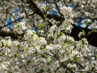 spring trees blooming with white flowers on a sunny day