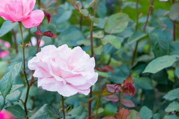 Fototapeta na wymiar Tokyo, Japan - Rose Flower (Christian Dior) at Kyu-Furukawa Gardens in Tokyo, Japan.