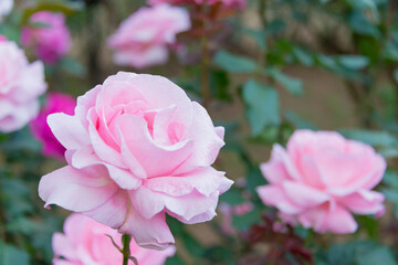 Tokyo, Japan - Rose Flower (Christian Dior) at Kyu-Furukawa Gardens in Tokyo, Japan.