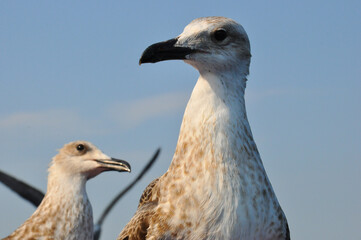 Seagull. outdoor photography. details. seagull in a beautiful summer day.