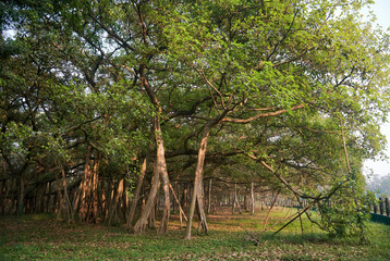 More than 250 years old banyan tree in Acharya Jagadish Chandra Bose Indian Botanic Garden at...